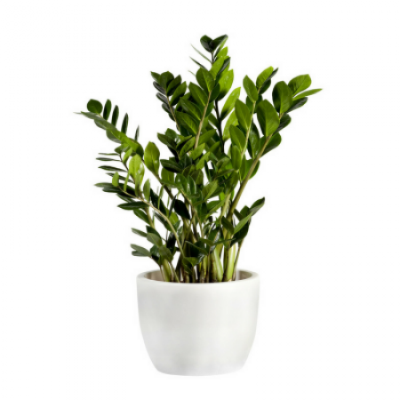 זמיה קוקוס בכלי