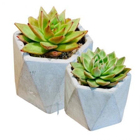 זוג סוקולנטים בכלים